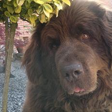 Newfoundlænder *Beauty* (Newetta's) R.I.P - 16/11-2012