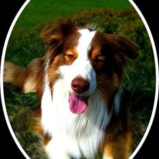 Australian shepherd Godrumgaard's Jaman - Cody