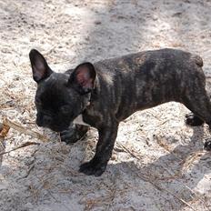 Fransk bulldog Payton <3
