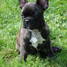 Fransk bulldog Payton <3