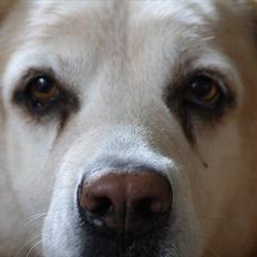 Blanding af racer Sille