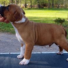 Staffordshire bull terrier Kronsäter's Garfield - Cooper