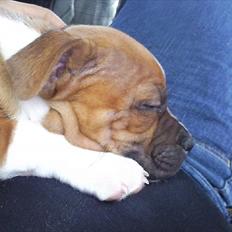 Staffordshire bull terrier Kronsäter's Garfield - Cooper