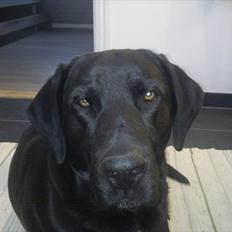 Blanding af racer Thor