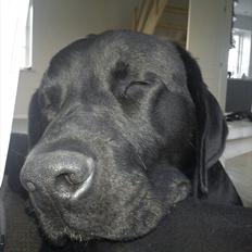 Blanding af racer Thor