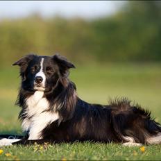 Border collie 'Joker'
