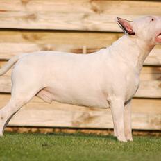 Bullterrier DKCH Joey 5/10-2007 30/9-2011
