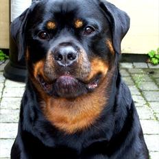 Rottweiler Tayson