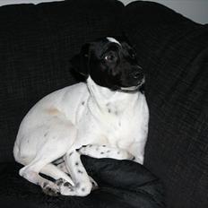 Dansk svensk gaardhund Mille