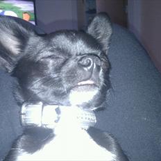 Chihuahua Charlie Batman Hansen