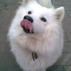 Samojedhund Laika!<3