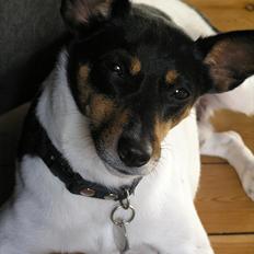 Dansk svensk gaardhund Buster Larsen 