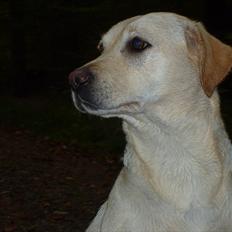 Labrador retriever Mille