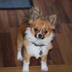 Chihuahua /Papillon Teddi