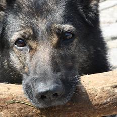 Schæferhund Sund Hund Ella