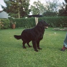 Flat coated retriever Nikko *1995-2006*