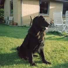 Flat coated retriever Nikko *1995-2006*