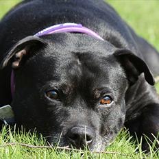 Staffordshire bull terrier DKCH.LilleBabe (RIP 20/4-11)