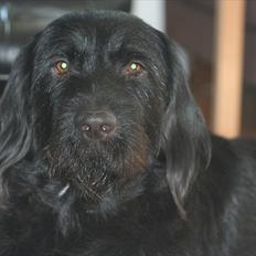 Blanding af racer Blackie 