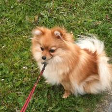 Pomeranian Chao Chao