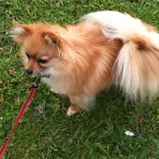 Pomeranian Chao Chao