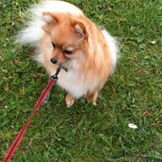 Pomeranian Chao Chao
