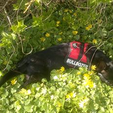 Blanding af racer Bella chihuahua/dværgpins