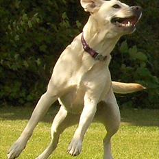 Blanding af racer Tjikka