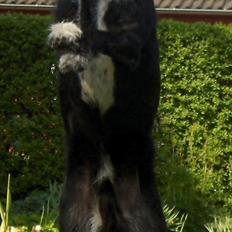 Blanding af racer Sako