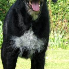 Blanding af racer Sako