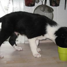 Border collie Lucky