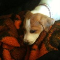 Dansk svensk gaardhund Luna