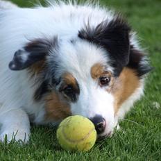 Australian shepherd Moon Rise Smokey Eyes