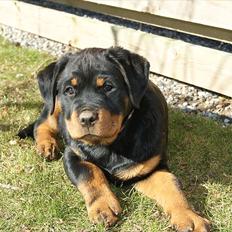 Rottweiler Kakestto's Geisha