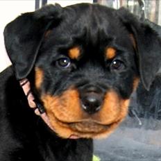 Rottweiler Kakestto's Geisha
