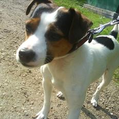 Dansk svensk gaardhund Vester :)