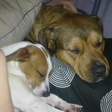 Dansk svensk gaardhund Sylvester