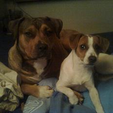 Dansk svensk gaardhund Sylvester