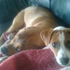 Dansk svensk gaardhund Sylvester