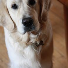 Golden retriever Golden Cosmo
