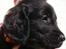 Flat coated retriever Zoey - Søde lille Zoey