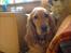 Cocker spaniel molly