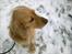 Cocker spaniel molly
