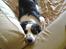Border collie Tess - Sofastykke...