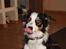 Border collie Tess - Bling bling Border