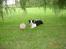 Border collie Tess