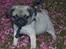 Mops Hugo <3 - Velkommen til Hugo´s profil <3