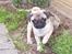 Mops Hugo <3 - Hugo hjælper mor i haven :)