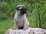 Mops Hugo <3