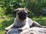 Mops Hugo <3 - jeg tager mig lige en lur på min sten 